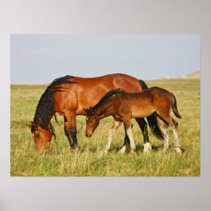 Poster Mãe de cavalo selvagem e potro pastando