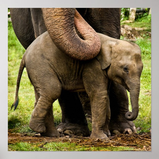 Póster Mãe de Elefante Asiático protegendo seu bebê (Frente)