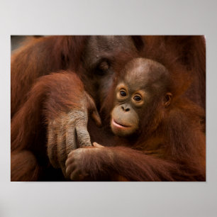 Poster Mãe de orangotango e bebê no zoológico