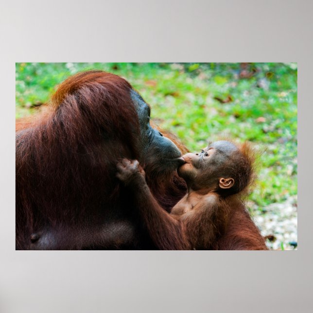 Poster Mãe de Orangutan com bebê (Frente)
