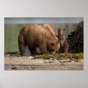 Poster Mãe de Urso Pardo com Filhote na Praia