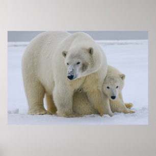 POSTER MÃE DE URSO POLAR E NORTE DE CUB ALASKA