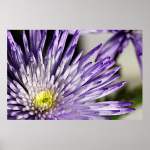 Póster Mãe derrubada roxo da aranha