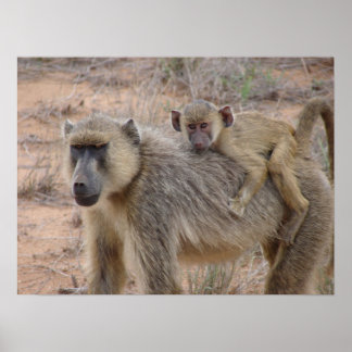 Póster Mãe e Bebê Baboon