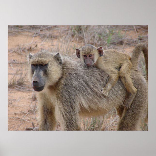 Póster Mãe e Bebê Baboon (Frente)