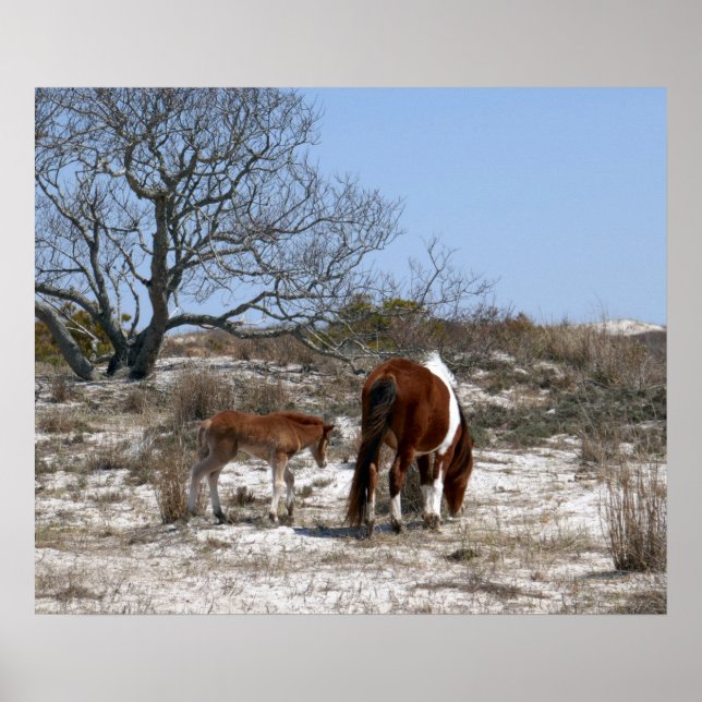 Poster Mãe e Bebê Cavalo em Assateague (Frente)
