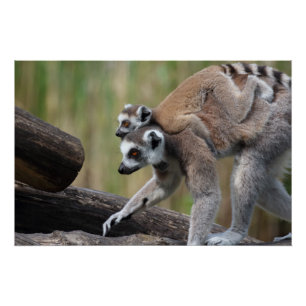 Póster Mãe E Bebê De Lemur De Ala