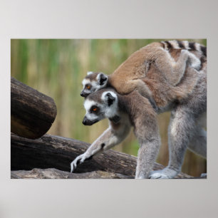Poster Mãe E Bebê De Lemur De Ala