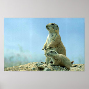 Poster Mãe e bebê do cão de pradaria
