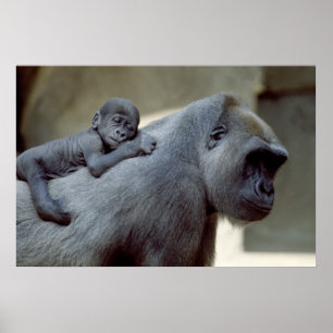 Póster Mãe e bebê do gorila