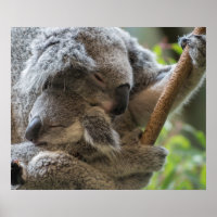 Mãe e bebê joey koalas dormindo
