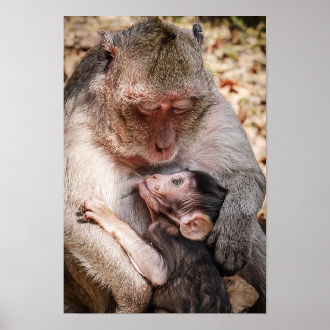 Póster Mãe e Bebê Macaco (Frente)
