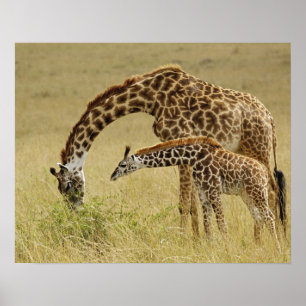 Poster Mãe e bebê Masai Giraffe, Giraffa