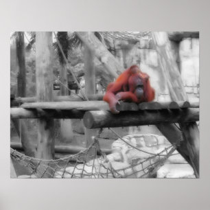 Poster Mãe e Bebê Orangutan