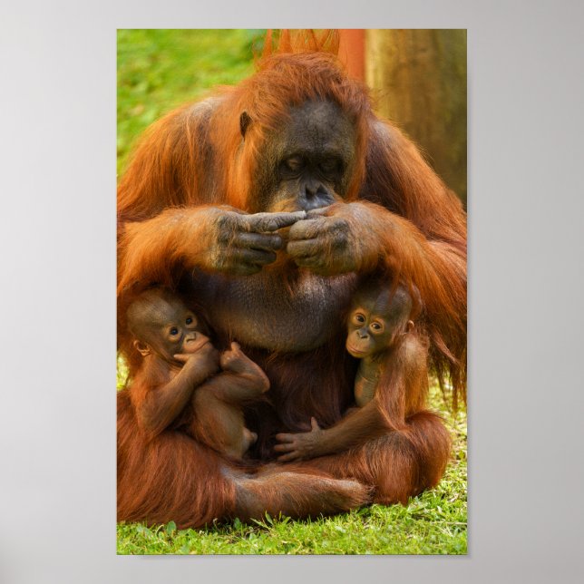 Poster Mãe e Bebês Orangutan (Frente)