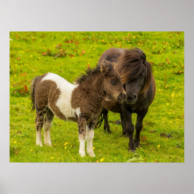 Poster Mãe e cria de pônei Shetland (Frente)