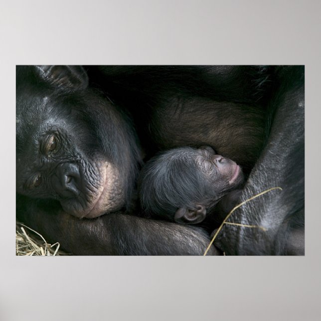 PÓSTER MÃE E CRIANÇA CHIMPANZÉS (Frente)