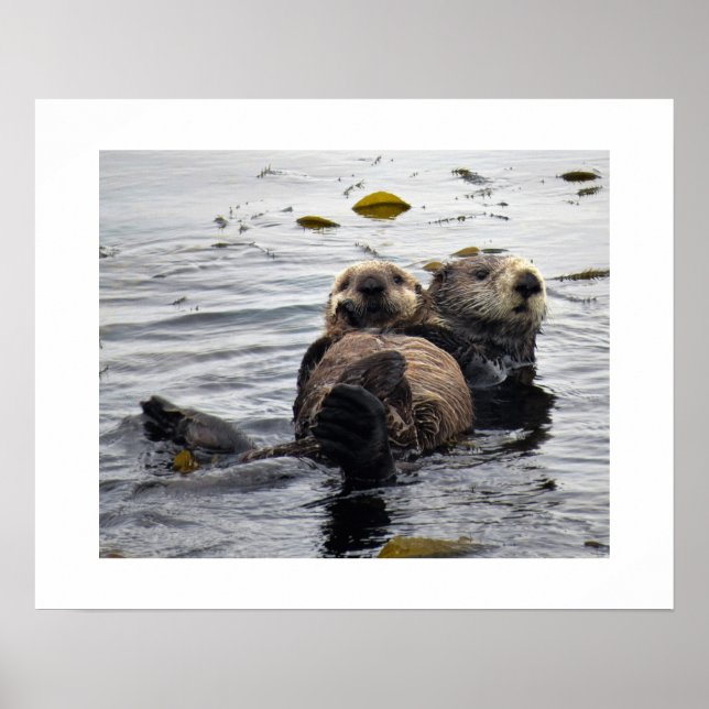 Poster Mãe e filhote de lontra marinha (Frente)