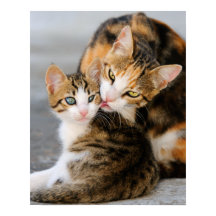 Mãe gata adora gatinho fofo