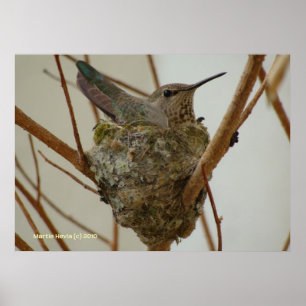 Poster Mãe Hummingbird