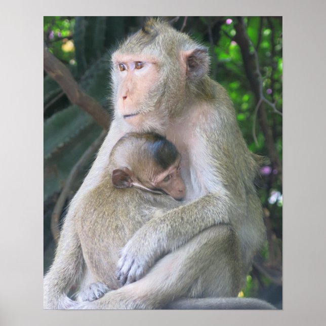 Poster Mãe Macaco Tailandesa e Filho Abraçados (Frente)