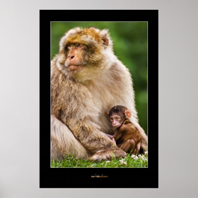 Póster Mãe Macaque e Bebê (Frente)
