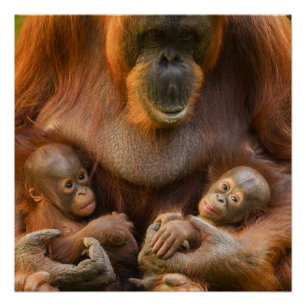 Póster Mãe Orangutan Segurando Dois Bebês