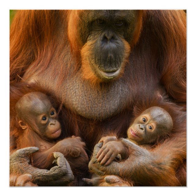 Póster Mãe Orangutan Segurando Dois Bebês (Frente)