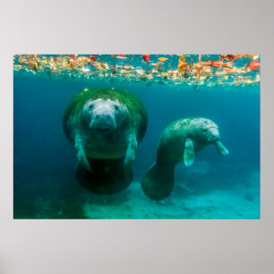 Poster Mãe peixe-boi com seu filhote em Crystal River