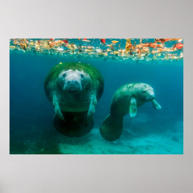 Poster Mãe peixe-boi com seu filhote em Crystal River (Frente)