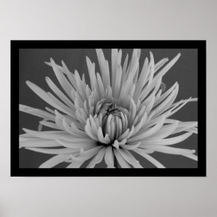 Poster Mãe preto e branco da aranha