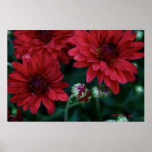 Póster Mãe Red Bud