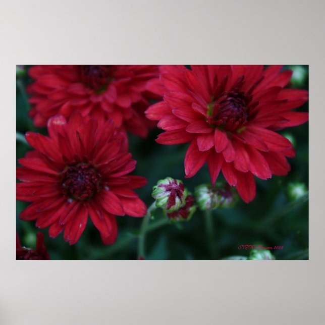 Póster Mãe Red Bud (Frente)