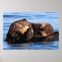 Mãe Sea Otter e seu Adorável Pup