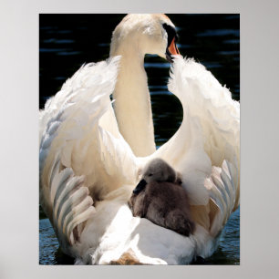 Poster Mãe Swan com Cygnets (bebês-cisnes)