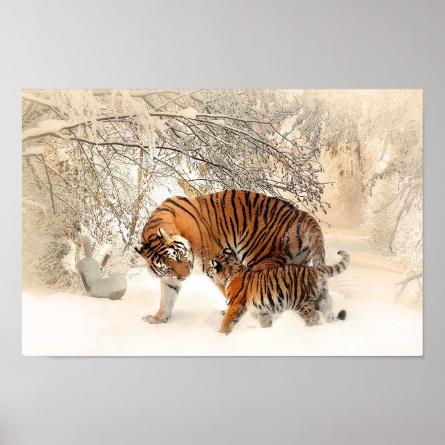 Poster Mãe-Tigre e Bonita com Bebê na Neve (Frente)