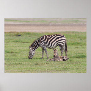 Poster Mãe Zebra com Colt Recém-Nascido