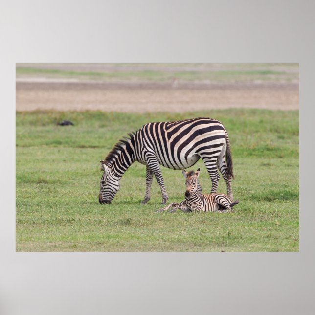 Poster Mãe Zebra com Potro Recém-Nascido (Frente)