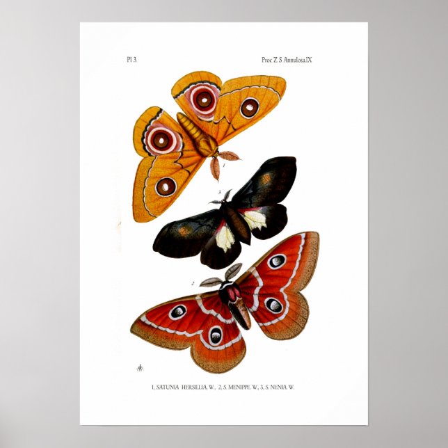 Póster Mães (Frente)