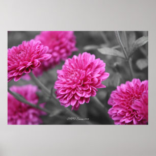 Poster Mães cor-de-rosa