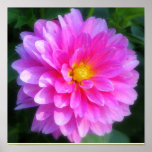 Poster magenta da flor
