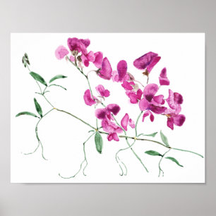 Poster magenta doce ervilha flores aquarela