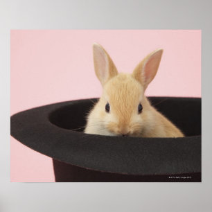 Póster Magic Bunny