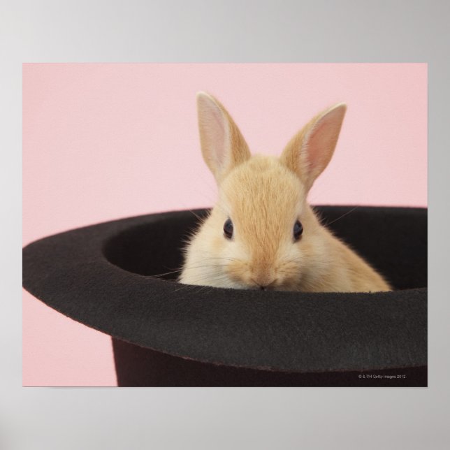 Póster Magic Bunny (Frente)