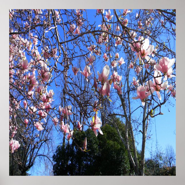 Poster Magnolia..... (Frente)