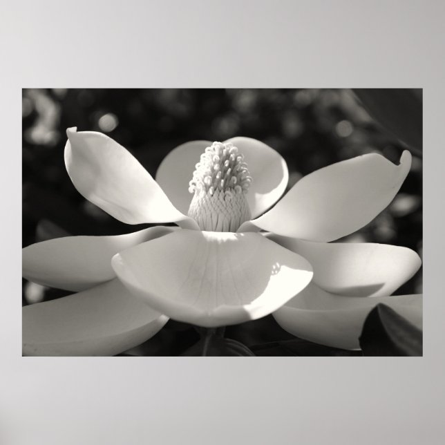 Poster Magnolia 1, 2009 (Frente)