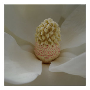 Póster Magnolia 20" x 20",Papel Poster,Semibrilho
