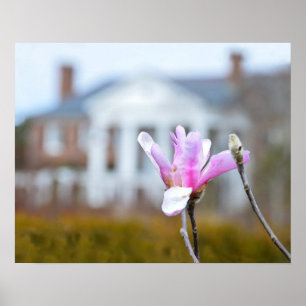 Póster Magnolia Bloom em Boone Hall, Carolina do Sul
