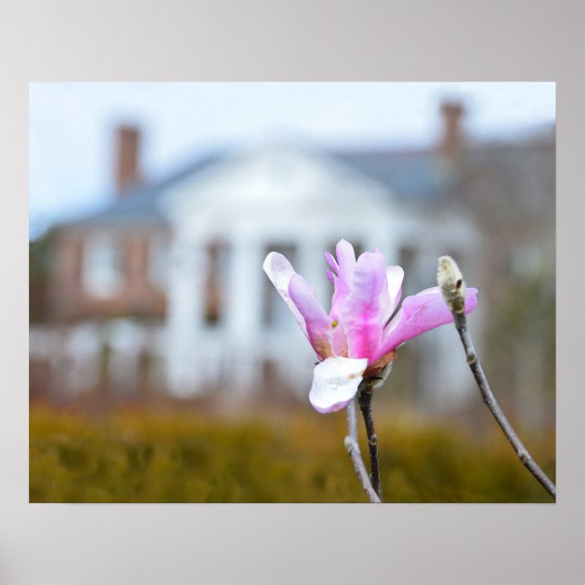 Póster Magnolia Bloom em Boone Hall, Carolina do Sul (Frente)
