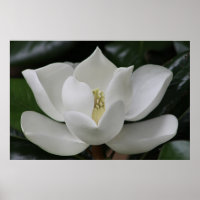 Magnolia Blossom no Campus de Blacksburg